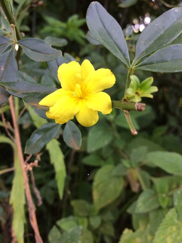 Jasminum mesnyi image