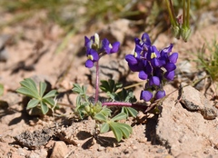 Lupinus flavoculatus