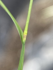 Piptatheropsis micrantha