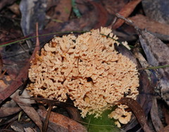 Ramaria pyrispora