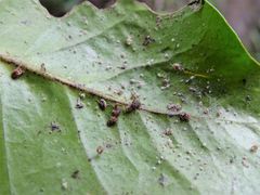 Scolypopa australis