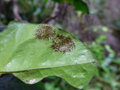 Scolypopa australis