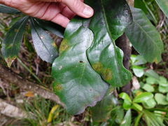 Scolypopa australis