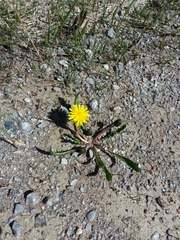 Taraxacum palustre