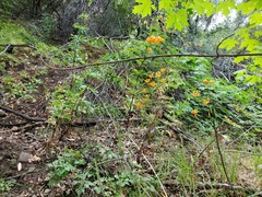 Lilium humboldtii humboldtii