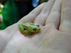 Espadarana prosoblepon