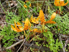 Lilium humboldtii humboldtii