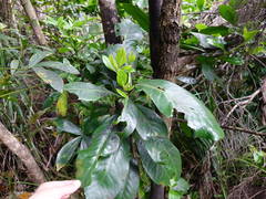 Scolypopa australis