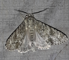 Acronicta rubricoma