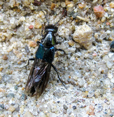 Philonthus caeruleipennis