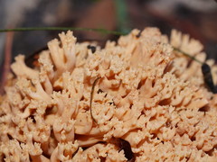 Ramaria pyrispora