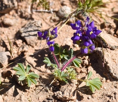 Lupinus flavoculatus