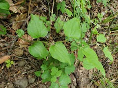 Smilax californica