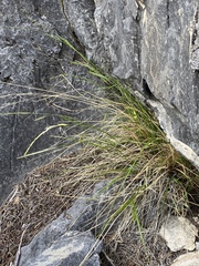 Piptatheropsis micrantha