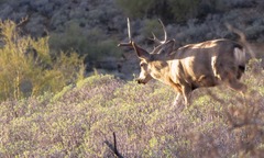 Odocoileus hemionus eremicus