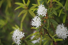 Rhododendron groenlandicum
