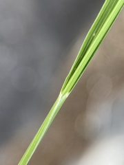 Piptatheropsis micrantha