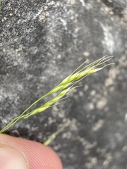 Piptatheropsis micrantha