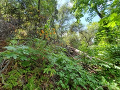 Lilium humboldtii humboldtii