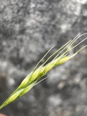 Piptatheropsis micrantha