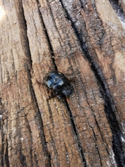 Dichotomius carolinus