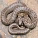 Caucasian Ratsnake - Photo (c) Roberto Sindaco, some rights reserved (CC BY-NC-SA), uploaded by Roberto Sindaco