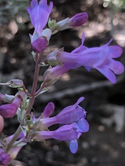 Penstemon patens