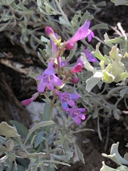 Penstemon patens