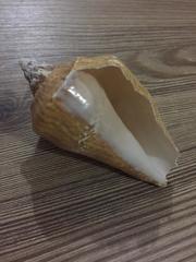 Titanostrombus galeatus