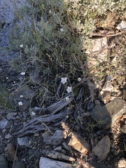 Eremogone ferrisiae