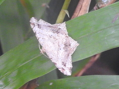 Chiasmia translineata