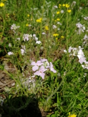 Clausia agideliensis