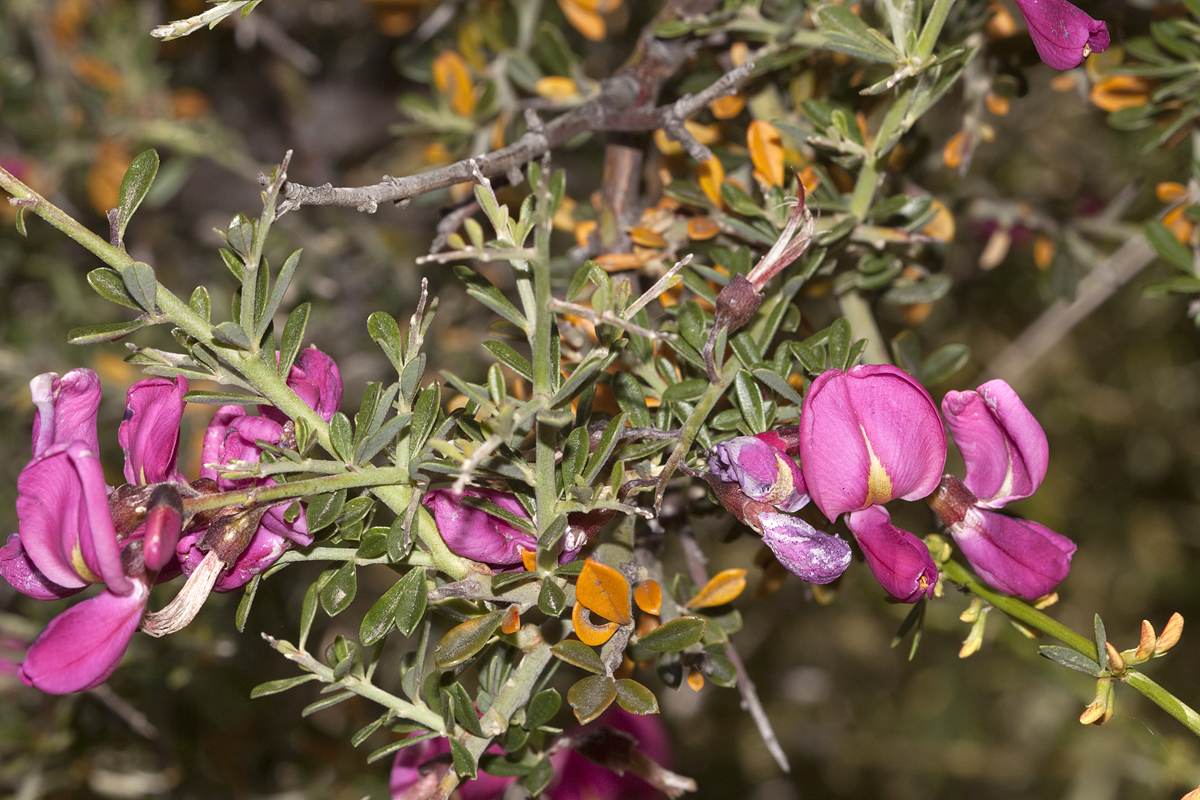 Pickeringia montana