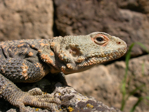 Caucasian Agama