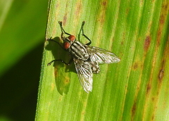 Sarcophagidae