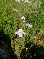 Clausia agideliensis