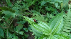 Conocephalus melaenus