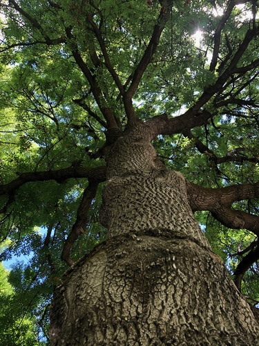 German Ash (Fraxinus pallisiae) · iNaturalist