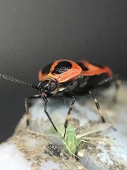 Deraeocoris histrio