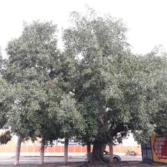 Ficus crocata
