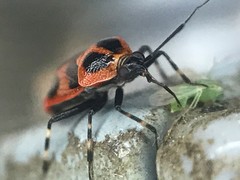 Deraeocoris histrio
