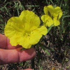 Oenothera berlandieri