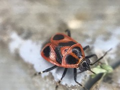 Deraeocoris histrio