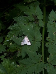 Udea washingtonalis