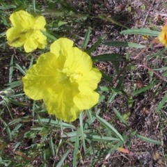 Oenothera berlandieri