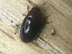 Pseudischyrus extricatus