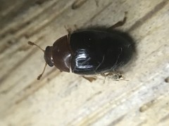 Pseudischyrus extricatus