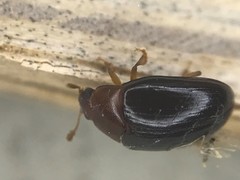 Pseudischyrus extricatus