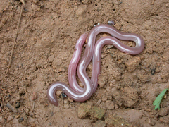 Xerotyphlops vermicularis