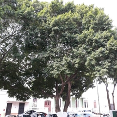 Ficus